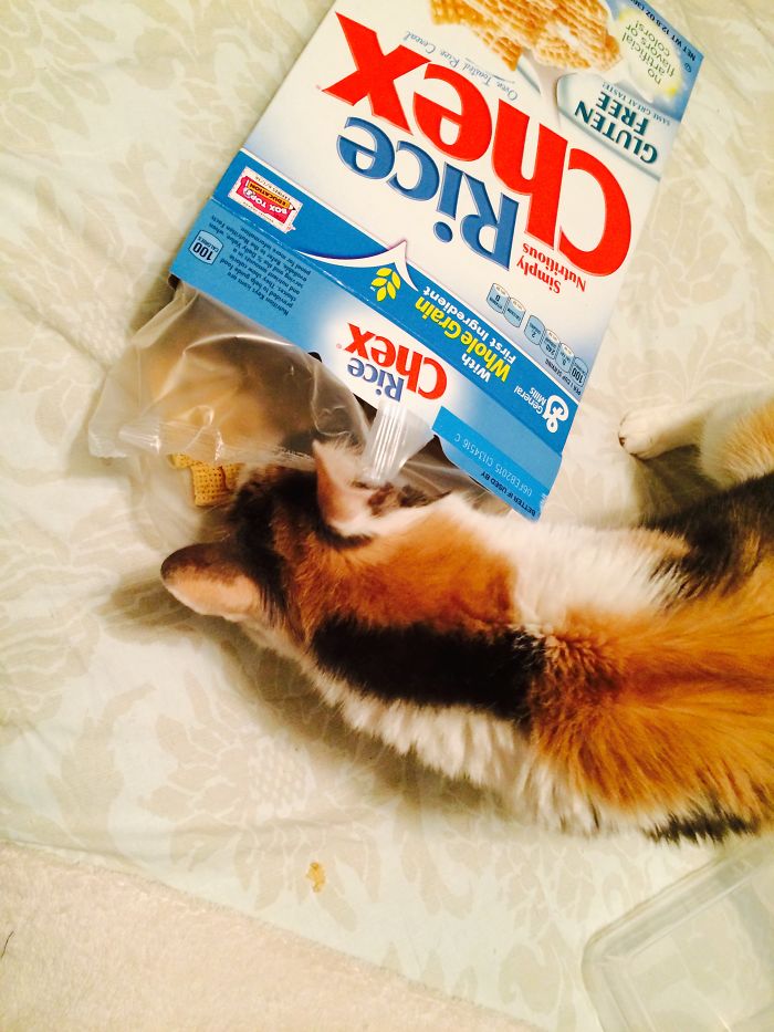 Callie Loves Rice Chex