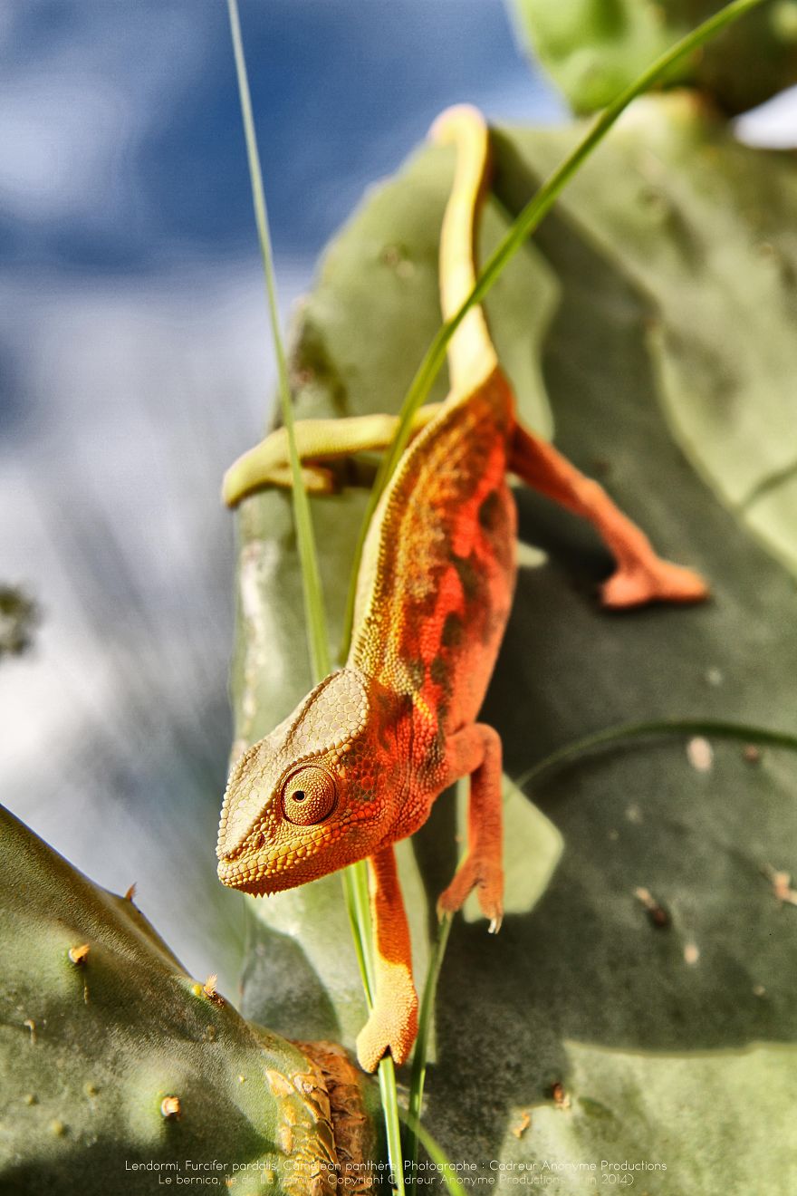'vegetal Dress Code' Flower & Furcifer Fashion Week By Gaya 'vegetal Dress Code' Flower & Furcifer Fashion Week By Gaya