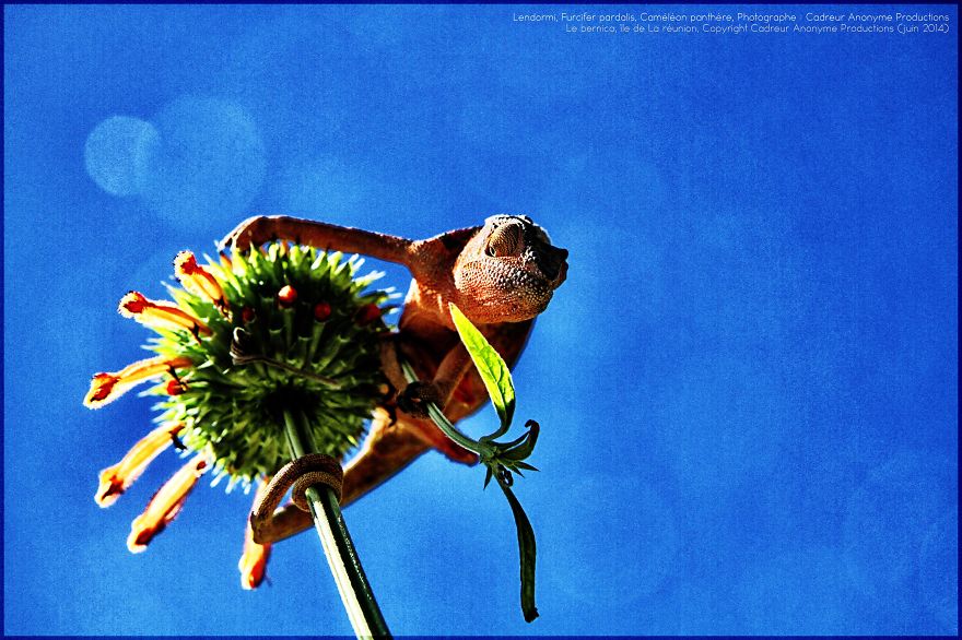 'vegetal Dress Code' Flower & Furcifer Fashion Week By Gaya 'vegetal Dress Code' Flower & Furcifer Fashion Week By Gaya