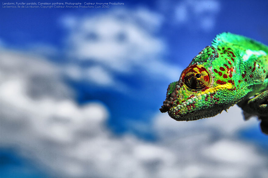 'vegetal Dress Code' Flower & Furcifer Fashion Week By Gaya 'vegetal Dress Code' Flower & Furcifer Fashion Week By Gaya