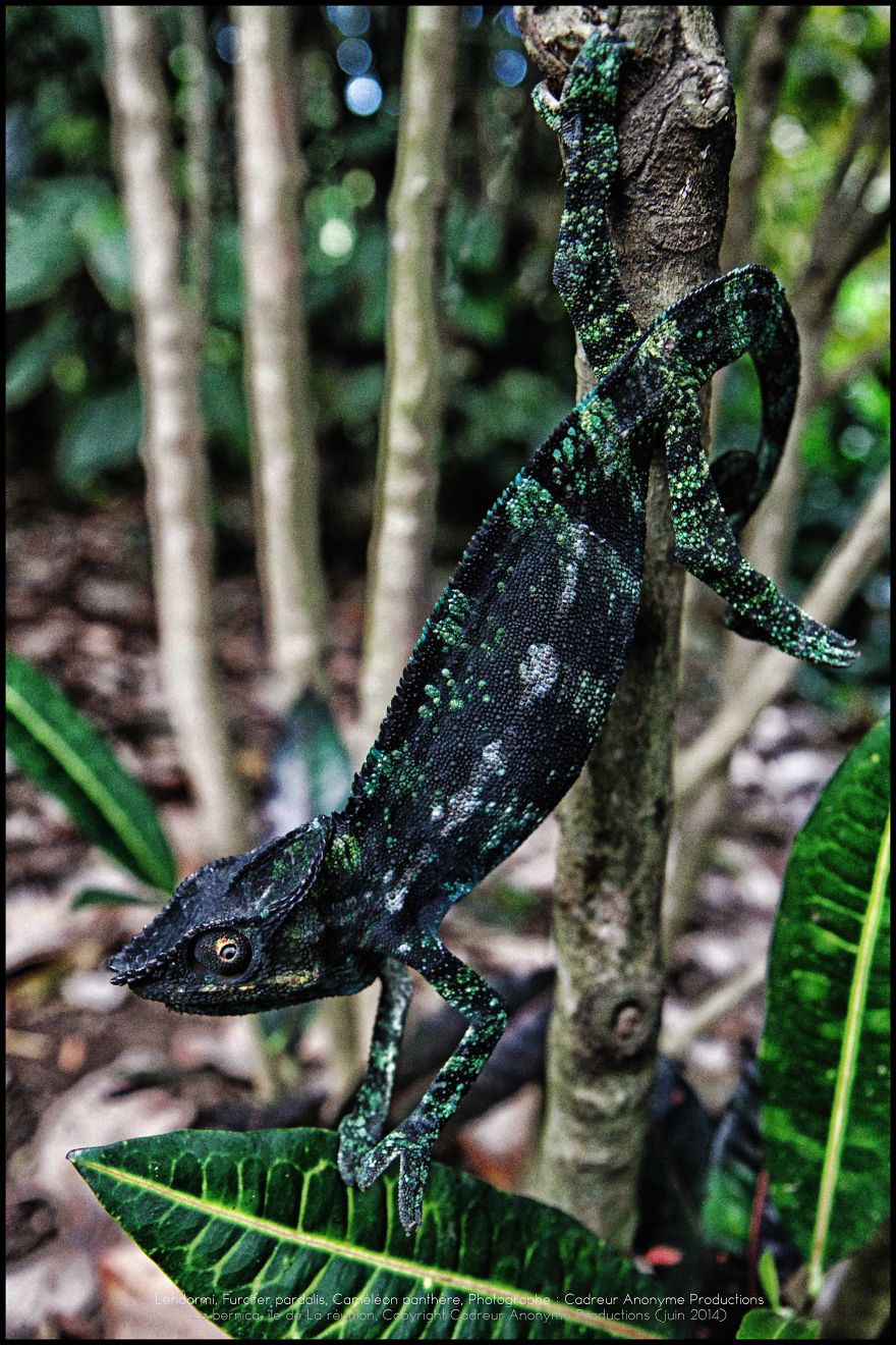 'vegetal Dress Code' Flower & Furcifer Fashion Week By Gaya 'vegetal Dress Code' Flower & Furcifer Fashion Week By Gaya