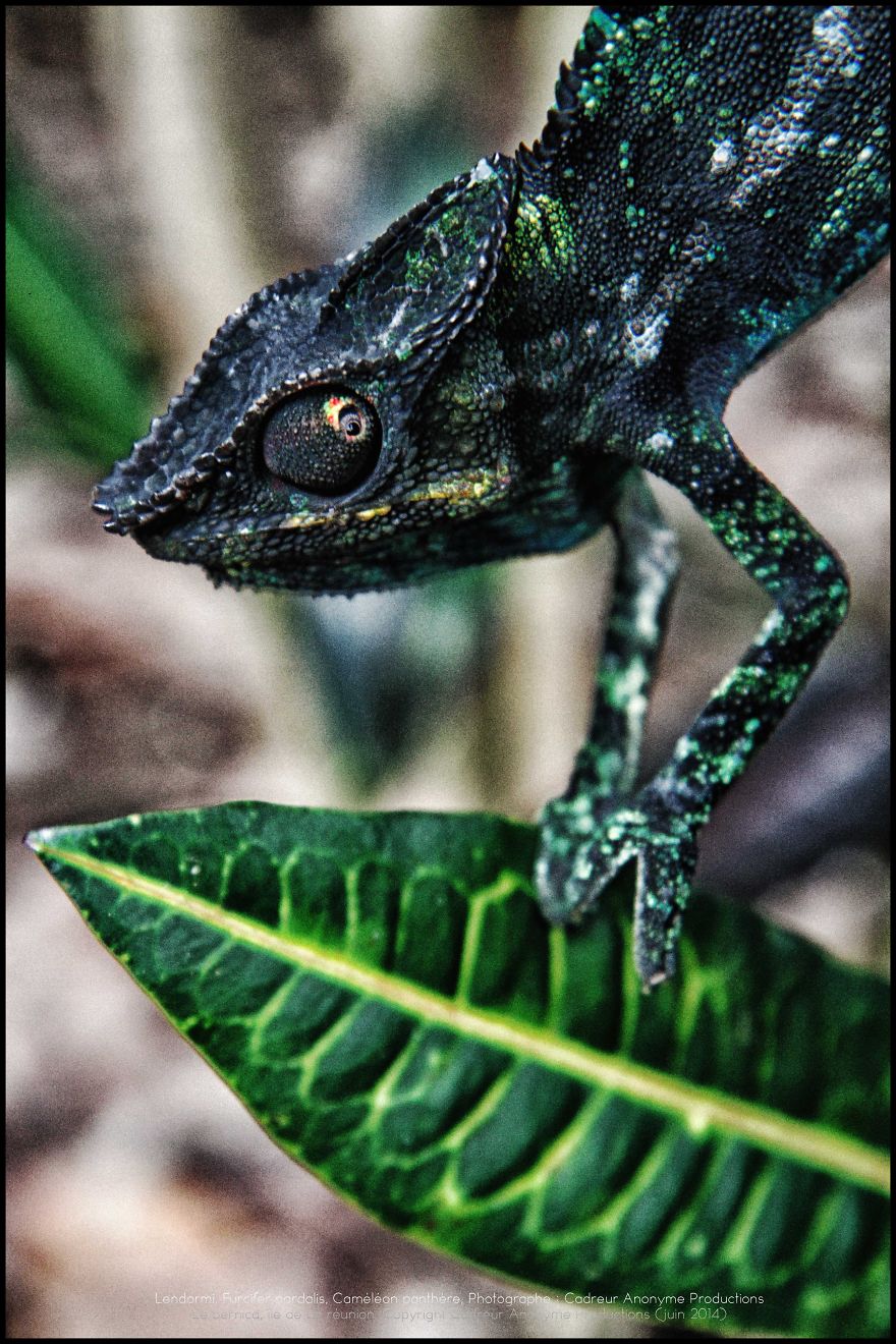 'vegetal Dress Code' Flower & Furcifer Fashion Week By Gaya 'vegetal Dress Code' Flower & Furcifer Fashion Week By Gaya