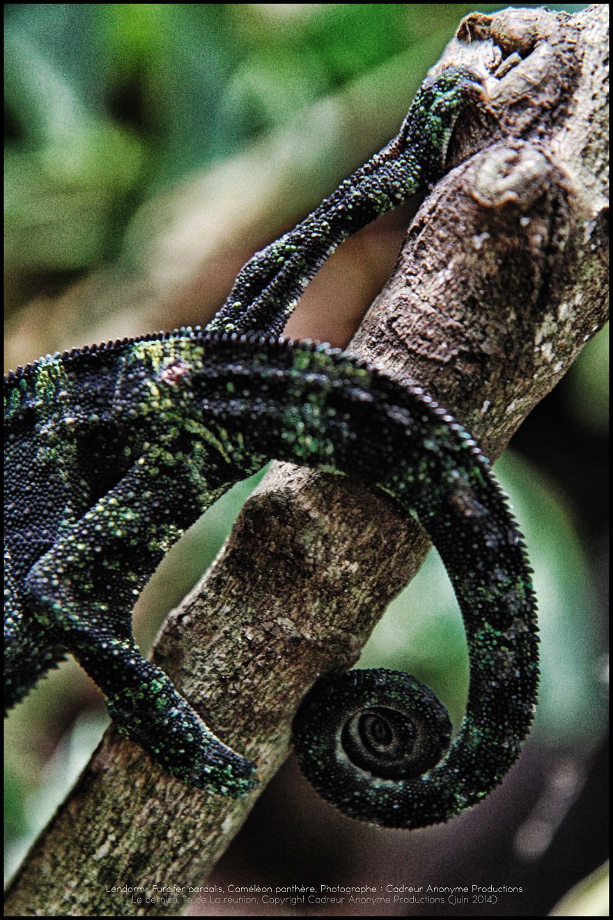 'vegetal Dress Code' Flower & Furcifer Fashion Week By Gaya