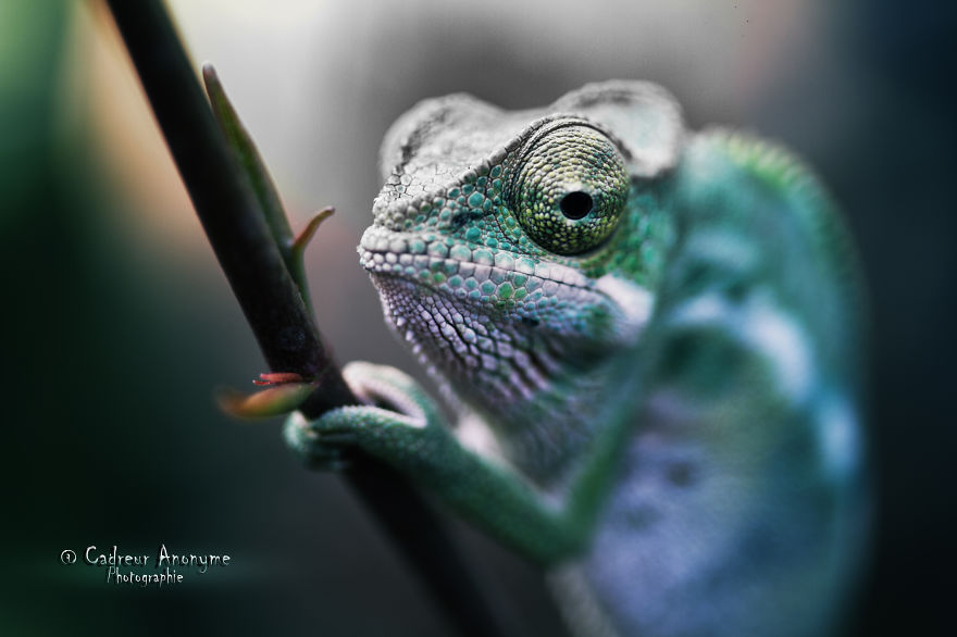 'vegetal Dress Code' Flower & Furcifer Fashion Week By Gaya 'vegetal Dress Code' Flower & Furcifer Fashion Week By Gaya