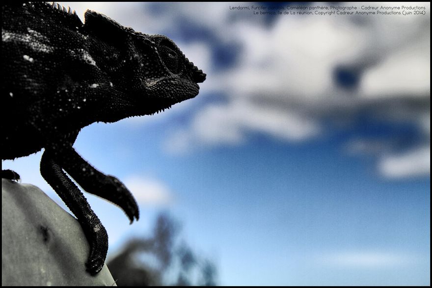 'vegetal Dress Code' Flower & Furcifer Fashion Week By Gaya