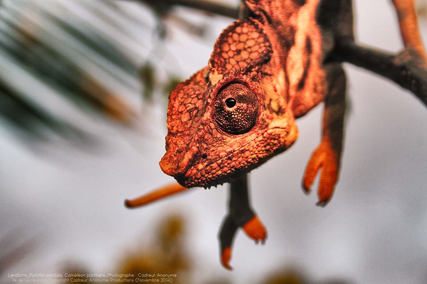 'vegetal Dress Code' Flower & Furcifer Fashion Week By Gaya