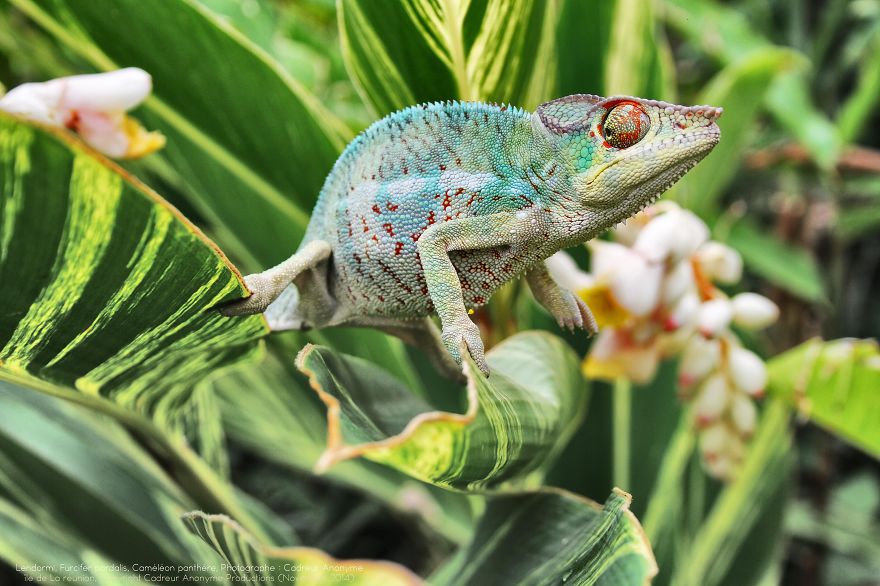 'vegetal Dress Code' Flower & Furcifer Fashion Week By Gaya 'vegetal Dress Code' Flower & Furcifer Fashion Week By Gaya