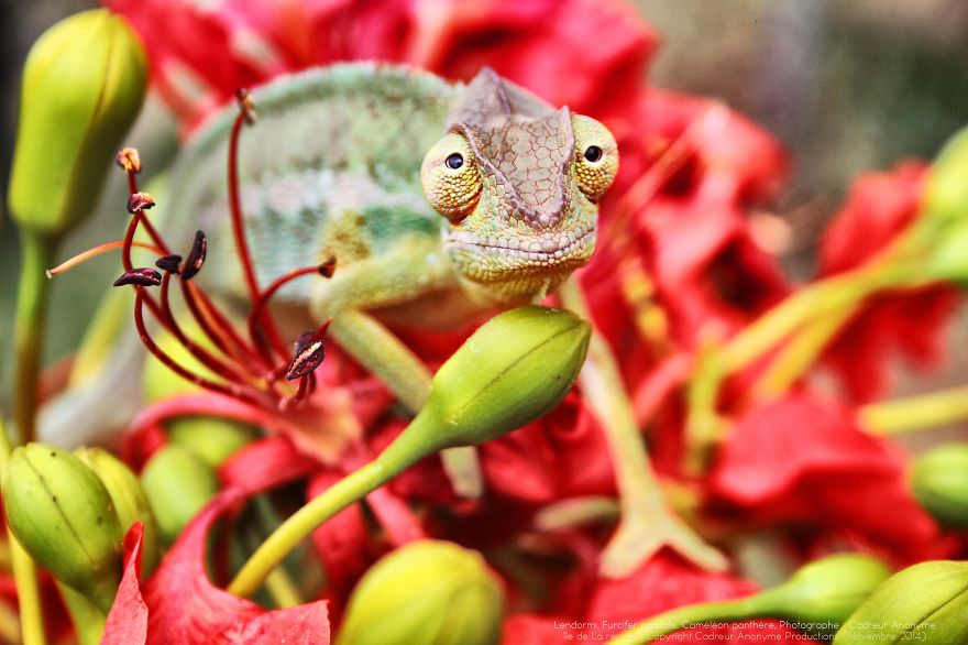 'vegetal Dress Code' Flower & Furcifer Fashion Week By Gaya 'vegetal Dress Code' Flower & Furcifer Fashion Week By Gaya