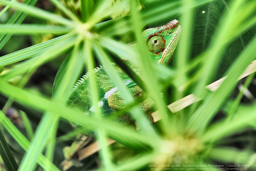 'vegetal Dress Code' Flower & Furcifer Fashion Week By Gaya