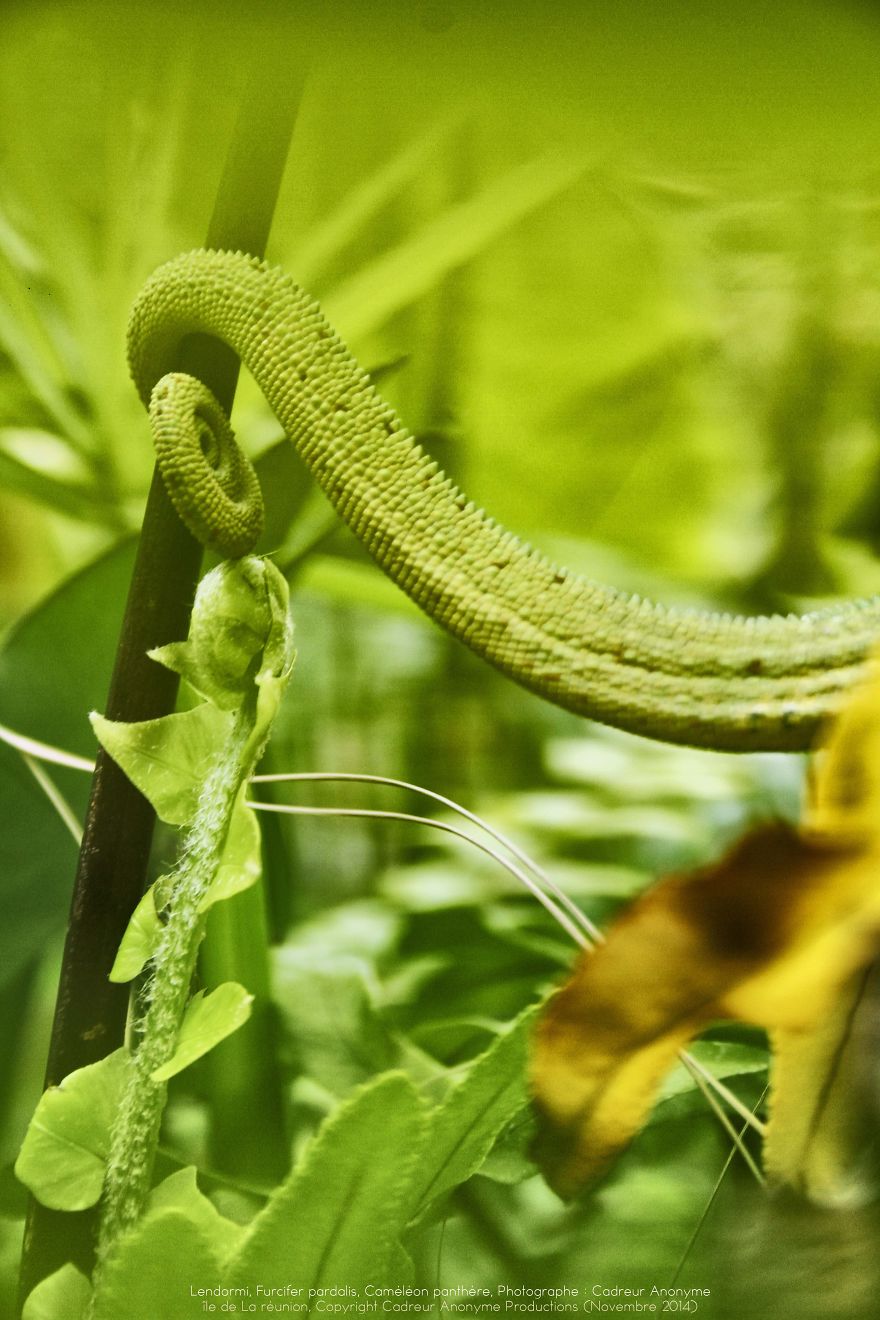 'vegetal Dress Code' Flower & Furcifer Fashion Week By Gaya 'vegetal Dress Code' Flower & Furcifer Fashion Week By Gaya