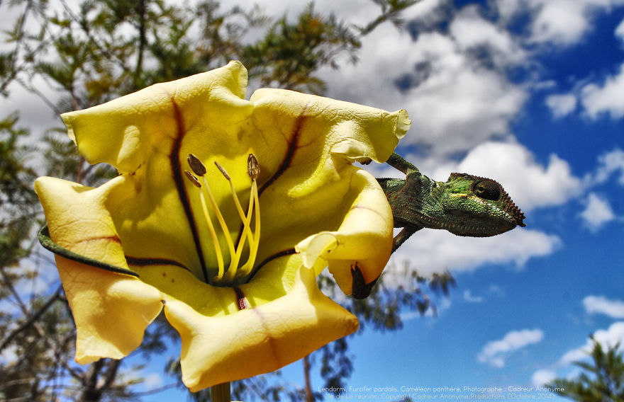 'vegetal Dress Code' Flower & Furcifer Fashion Week By Gaya