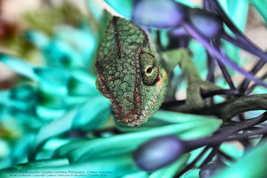 'vegetal Dress Code' Flower & Furcifer Fashion Week By Gaya