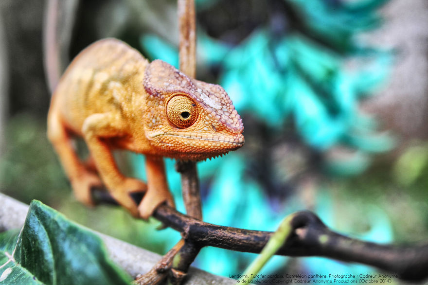 'vegetal Dress Code' Flower & Furcifer Fashion Week By Gaya 'vegetal Dress Code' Flower & Furcifer Fashion Week By Gaya