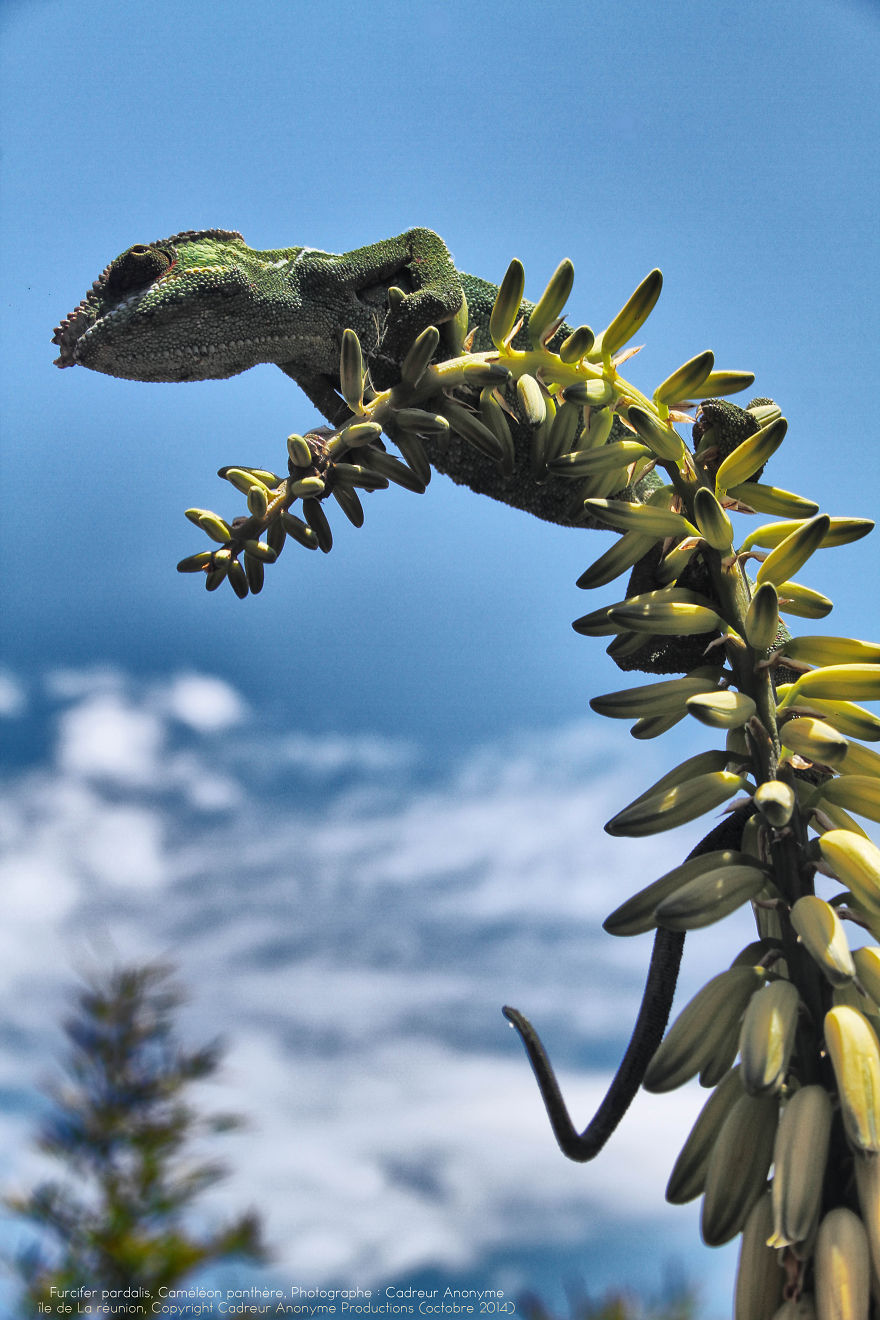 'vegetal Dress Code' Flower & Furcifer Fashion Week By Gaya