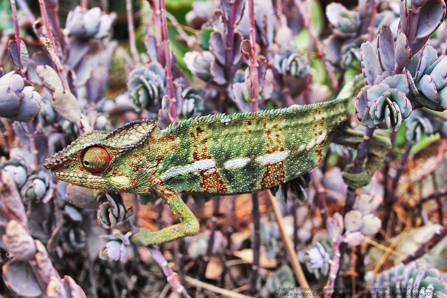 'vegetal Dress Code' Flower & Furcifer Fashion Week By Gaya 'vegetal Dress Code' Flower & Furcifer Fashion Week By Gaya