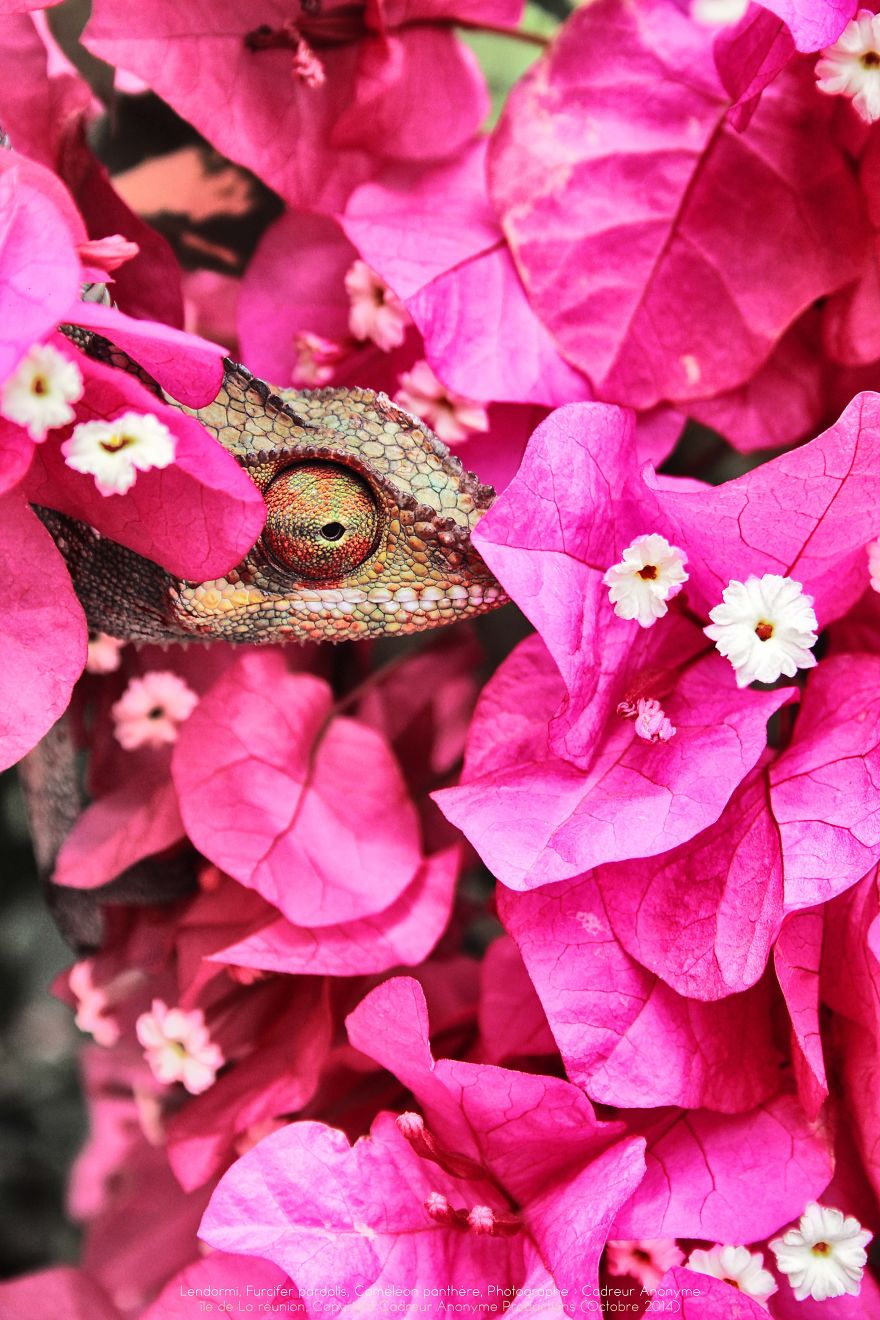 'vegetal Dress Code' Flower & Furcifer Fashion Week By Gaya