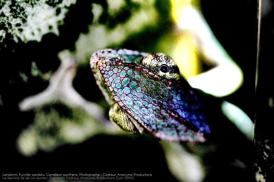 'vegetal Dress Code' Flower & Furcifer Fashion Week By Gaya 'vegetal Dress Code' Flower & Furcifer Fashion Week By Gaya