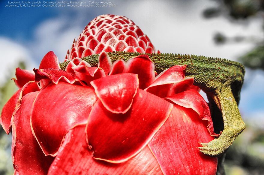 'vegetal Dress Code' Flower & Furcifer Fashion Week By Gaya