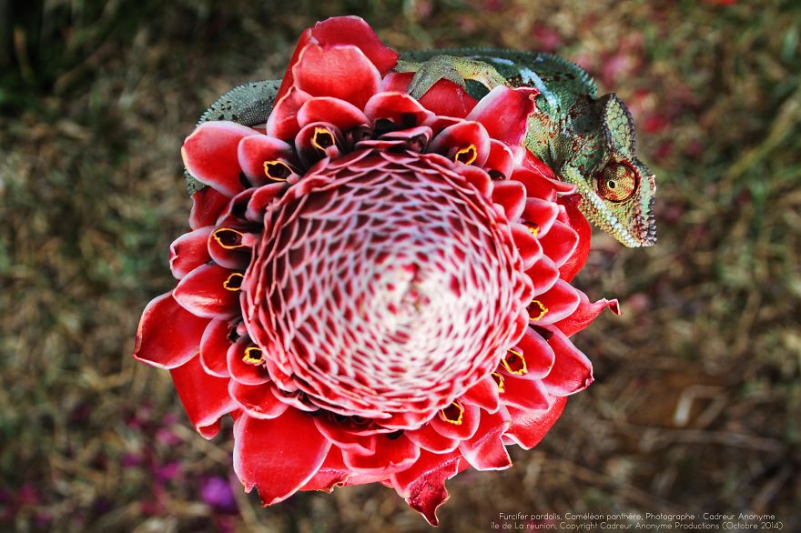 'vegetal Dress Code' Flower & Furcifer Fashion Week By Gaya 'vegetal Dress Code' Flower & Furcifer Fashion Week By Gaya