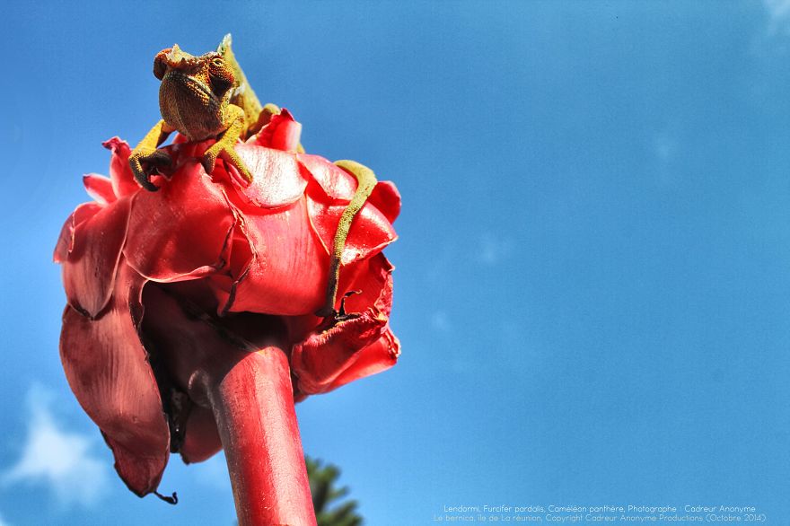 'vegetal Dress Code' Flower & Furcifer Fashion Week By Gaya 'vegetal Dress Code' Flower & Furcifer Fashion Week By Gaya