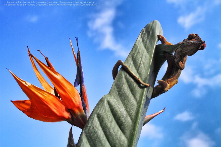 'vegetal Dress Code' Flower & Furcifer Fashion Week By Gaya