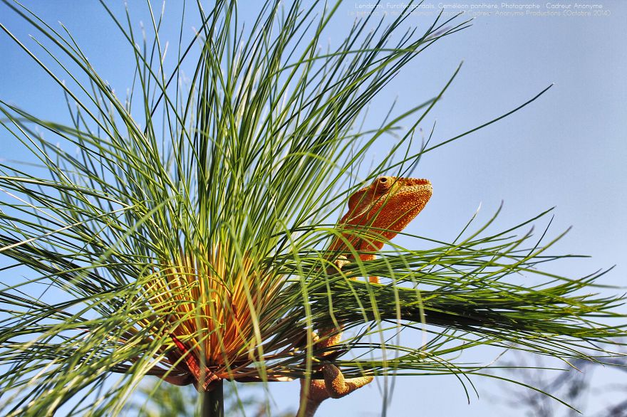 'vegetal Dress Code' Flower & Furcifer Fashion Week By Gaya 'vegetal Dress Code' Flower & Furcifer Fashion Week By Gaya