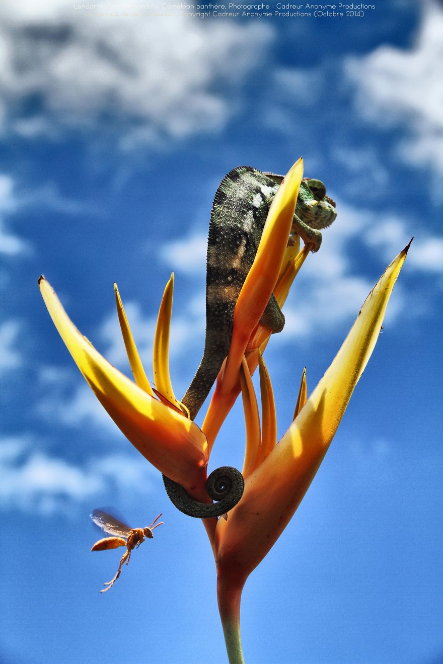 'vegetal Dress Code' Flower & Furcifer Fashion Week By Gaya