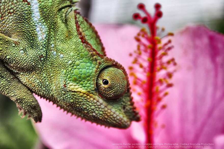 'vegetal Dress Code' Flower & Furcifer Fashion Week By Gaya 'vegetal Dress Code' Flower & Furcifer Fashion Week By Gaya