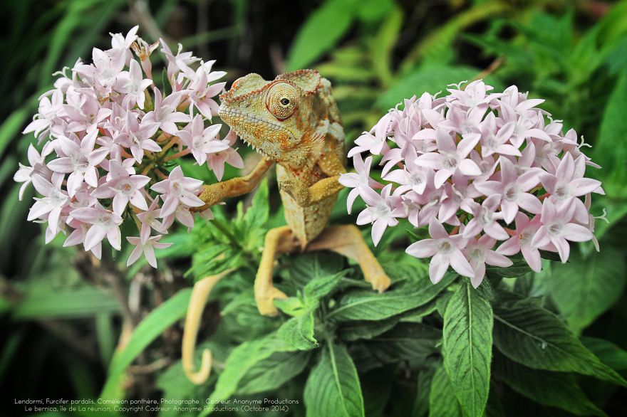 'vegetal Dress Code' Flower & Furcifer Fashion Week By Gaya