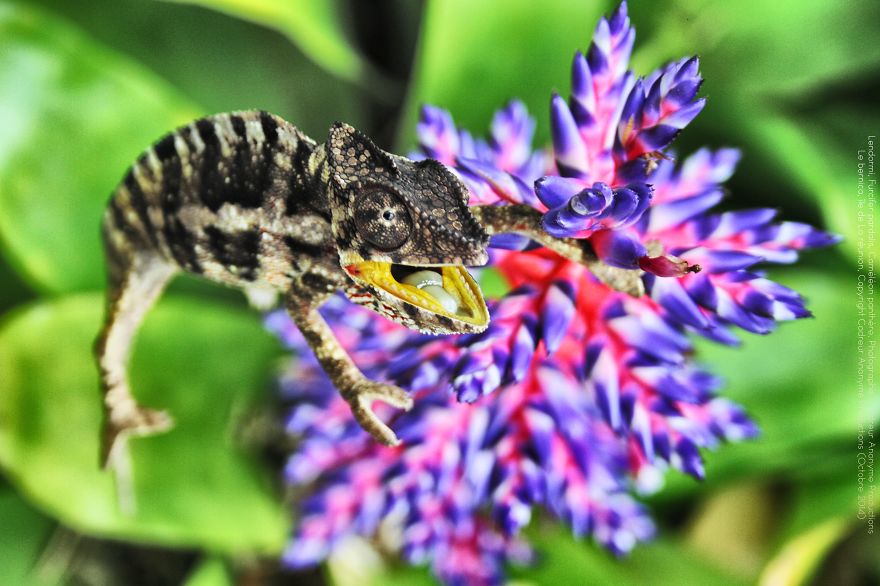 'vegetal Dress Code' Flower & Furcifer Fashion Week By Gaya 'vegetal Dress Code' Flower & Furcifer Fashion Week By Gaya