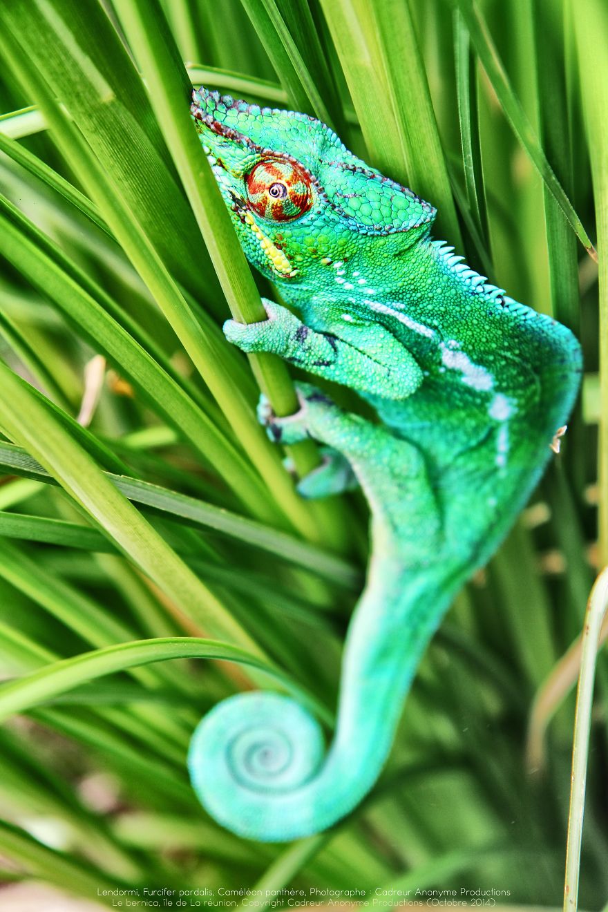 'vegetal Dress Code' Flower & Furcifer Fashion Week By Gaya 'vegetal Dress Code' Flower & Furcifer Fashion Week By Gaya