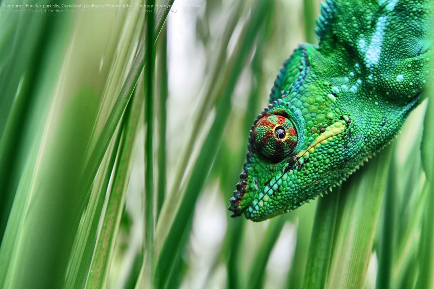 'vegetal Dress Code' Flower & Furcifer Fashion Week By Gaya 'vegetal Dress Code' Flower & Furcifer Fashion Week By Gaya