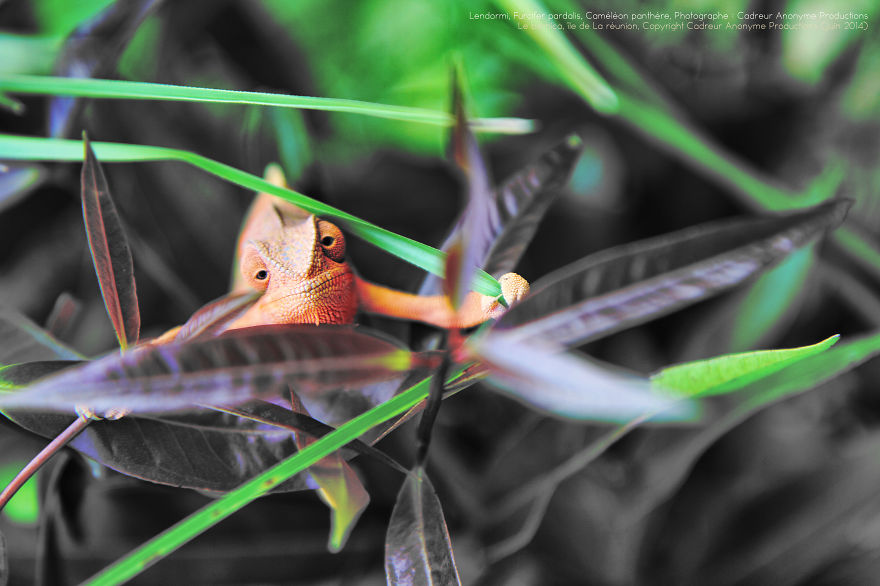 'vegetal Dress Code' Flower & Furcifer Fashion Week By Gaya 'vegetal Dress Code' Flower & Furcifer Fashion Week By Gaya