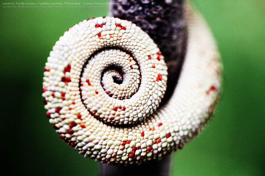 'vegetal Dress Code' Flower & Furcifer Fashion Week By Gaya