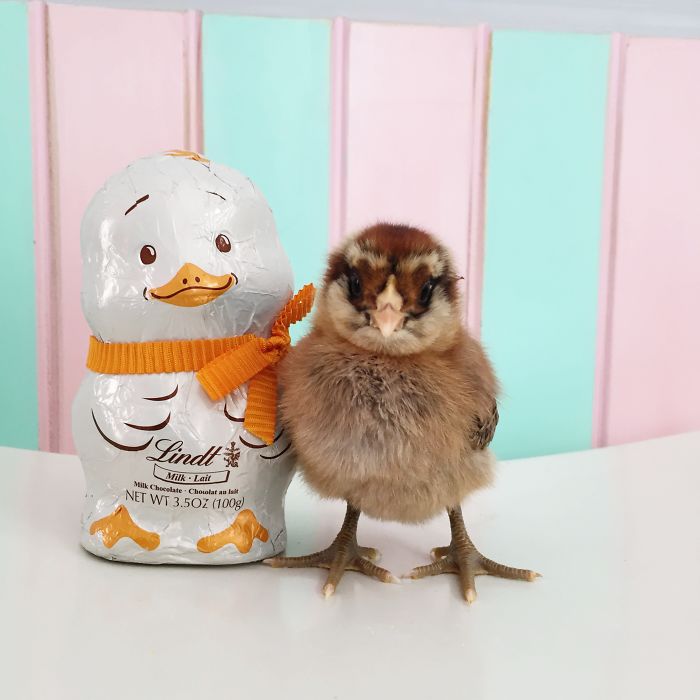 Little Chickens Joined Our Farm And I Couldn't Resist Making An Easter Photoshoot Little Chickens Joined Our Farm And I Couldn't Resist Making An Easter Photoshoot