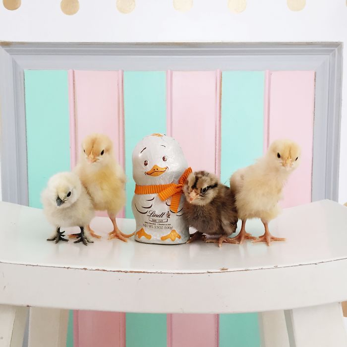 Little Chickens Joined Our Farm And I Couldn't Resist Making An Easter Photoshoot Little Chickens Joined Our Farm And I Couldn't Resist Making An Easter Photoshoot