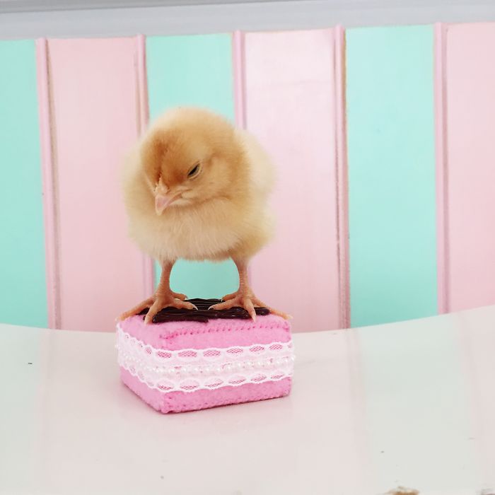 Little Chickens Joined Our Farm And I Couldn't Resist Making An Easter Photoshoot
