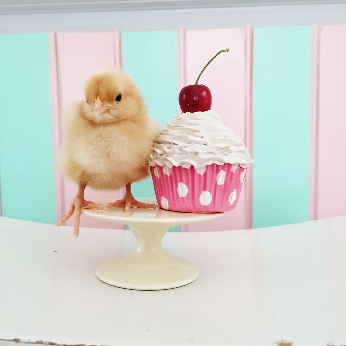 Little Chickens Joined Our Farm And I Couldn't Resist Making An Easter Photoshoot