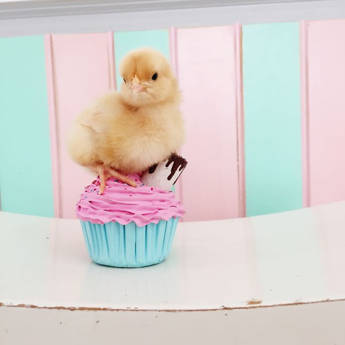 Little Chickens Joined Our Farm And I Couldn't Resist Making An Easter Photoshoot Little Chickens Joined Our Farm And I Couldn't Resist Making An Easter Photoshoot