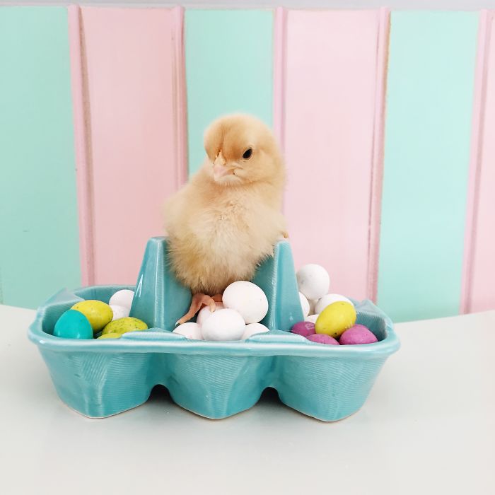 Little Chickens Joined Our Farm And I Couldn't Resist Making An Easter Photoshoot Little Chickens Joined Our Farm And I Couldn't Resist Making An Easter Photoshoot