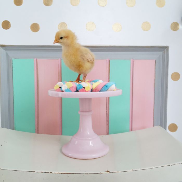 Little Chickens Joined Our Farm And I Couldn't Resist Making An Easter Photoshoot Little Chickens Joined Our Farm And I Couldn't Resist Making An Easter Photoshoot