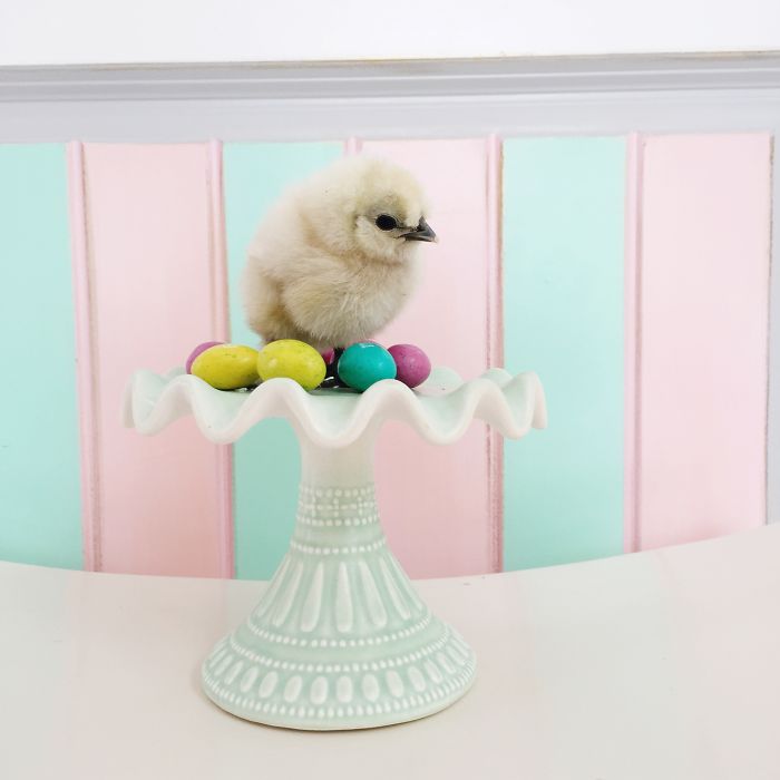 Little Chickens Joined Our Farm And I Couldn't Resist Making An Easter Photoshoot
