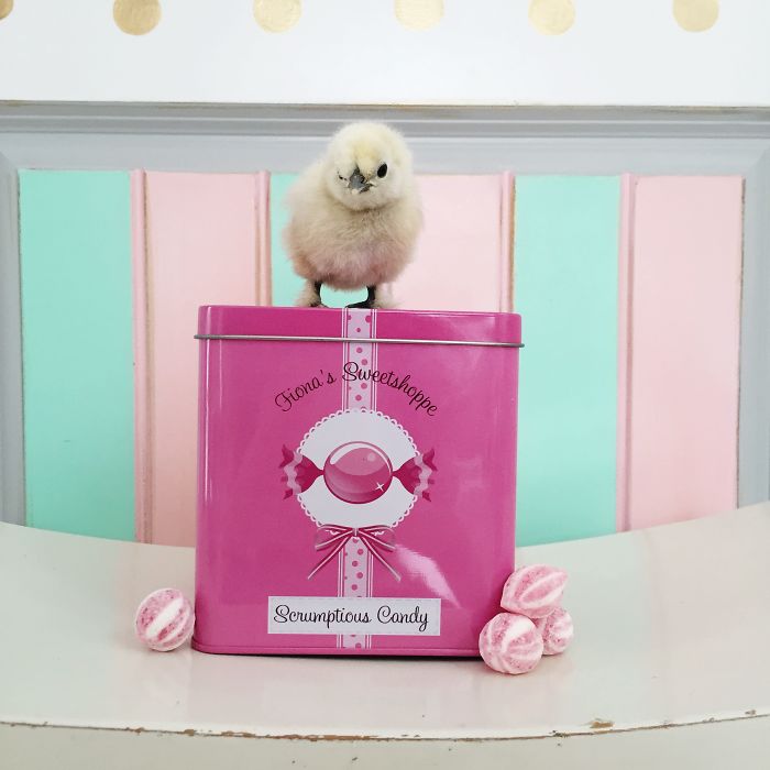 Little Chickens Joined Our Farm And I Couldn't Resist Making An Easter Photoshoot