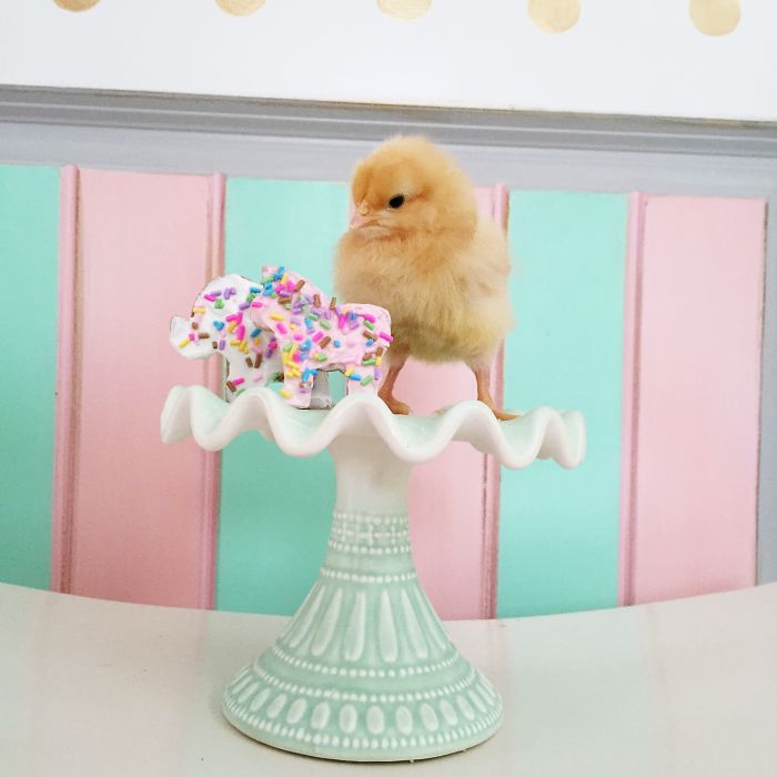 Little Chickens Joined Our Farm And I Couldn't Resist Making An Easter Photoshoot