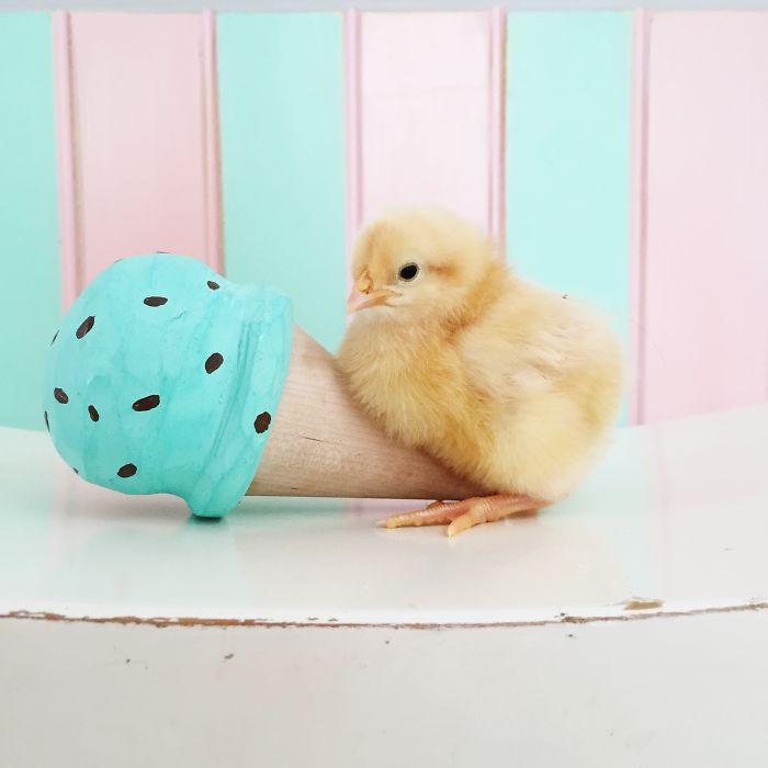 Little Chickens Joined Our Farm And I Couldn't Resist Making An Easter Photoshoot Little Chickens Joined Our Farm And I Couldn't Resist Making An Easter Photoshoot
