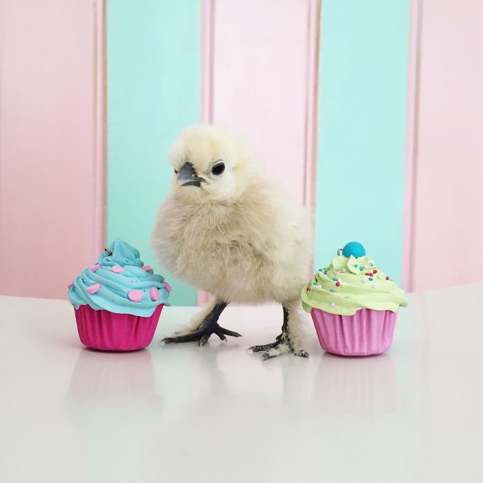 Little Chickens Joined Our Farm And I Couldn't Resist Making An Easter Photoshoot Little Chickens Joined Our Farm And I Couldn't Resist Making An Easter Photoshoot