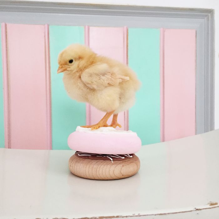 Little Chickens Joined Our Farm And I Couldn't Resist Making An Easter Photoshoot Little Chickens Joined Our Farm And I Couldn't Resist Making An Easter Photoshoot