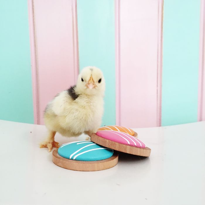 Little Chickens Joined Our Farm And I Couldn't Resist Making An Easter Photoshoot