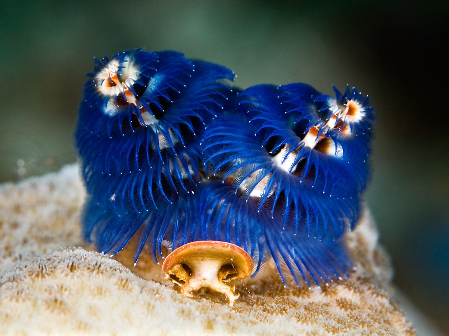 Christmas Tree Worms