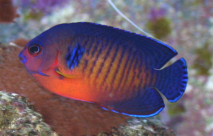 10 Incredibly Colorful Freshwater Aquarium Fishes